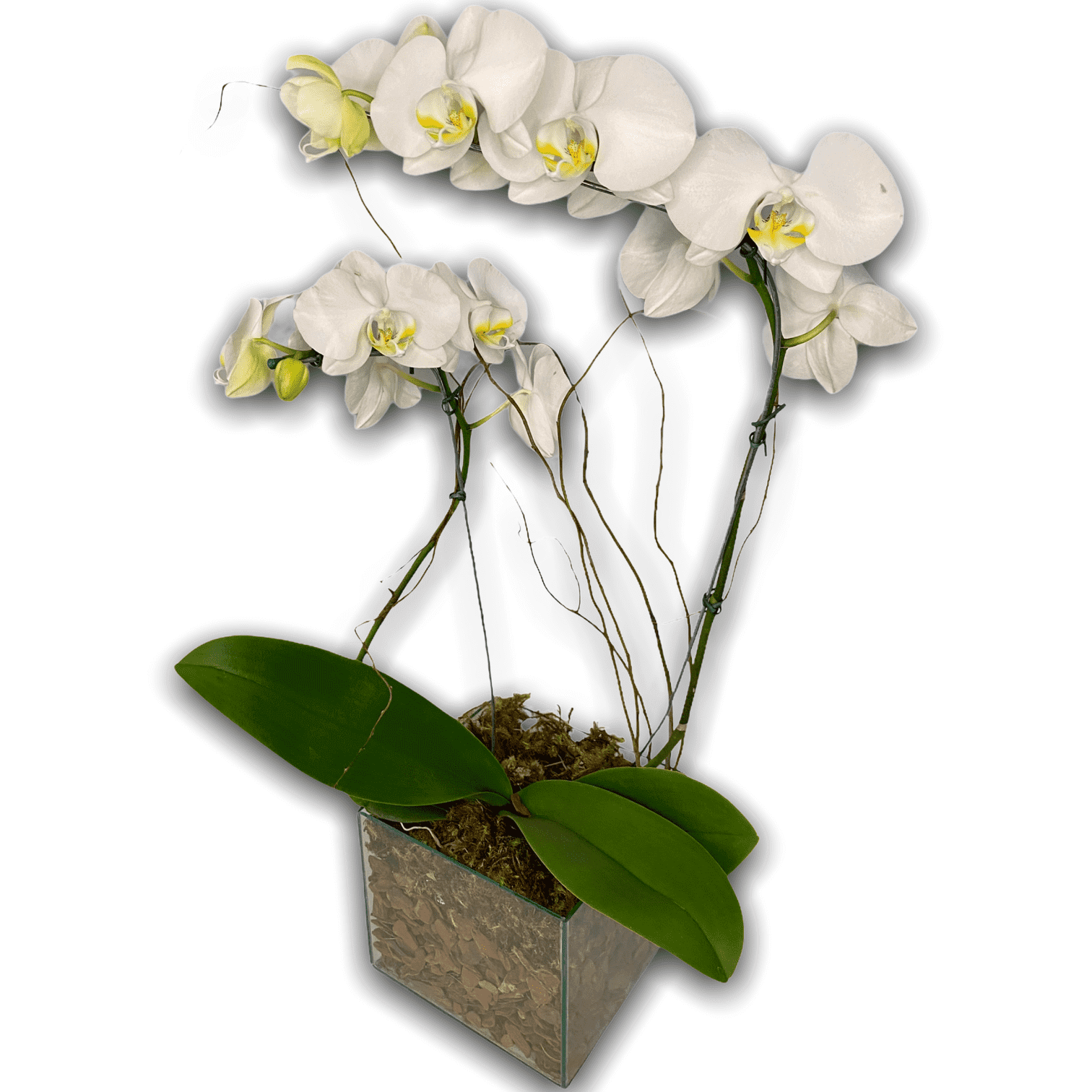Planta de Orquídea Phalaenopsis Branca Clássica - Flora Santa Clara