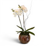 orquídea phalaenopsis branca clássica
