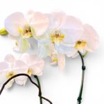 orquídea phalaenopsis branca decoração