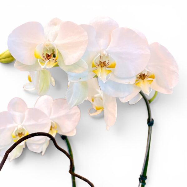 orquídea phalaenopsis branca decoração