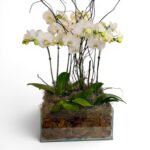 Arranjo Premium de Phalaenopsis Brancas com quatro plantas de duas hastes em base de vidro com cascas decorativas.