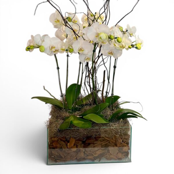 Arranjo Premium de Phalaenopsis Brancas com quatro plantas de duas hastes em base de vidro com cascas decorativas.