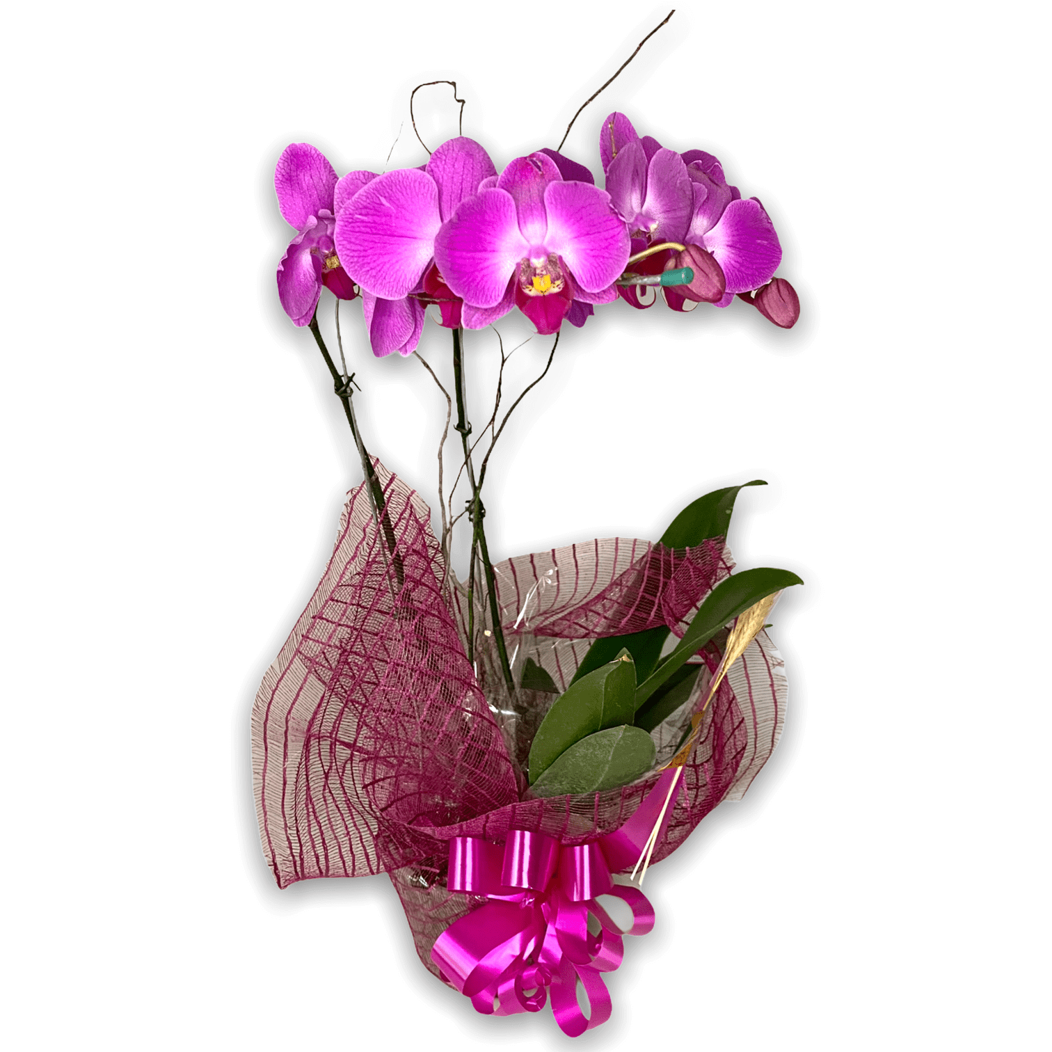 Planta de Orquídea Phalaenopsis Lilás - Flora Santa Clara