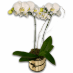 Planta de Orquídea Phalaenopsis Branca Rústica