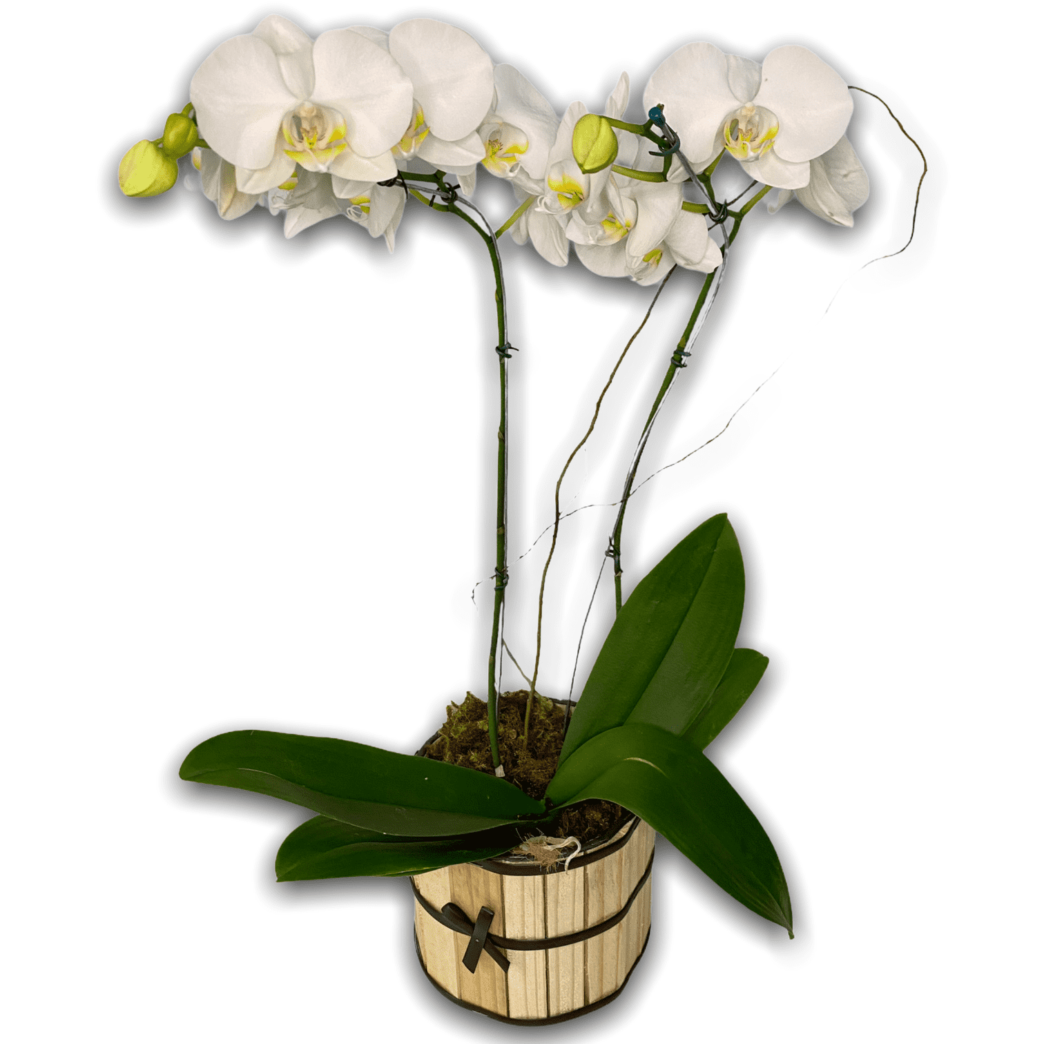 Planta de Orquídea Phalaenopsis Branca Rústica - Flora Santa Clara