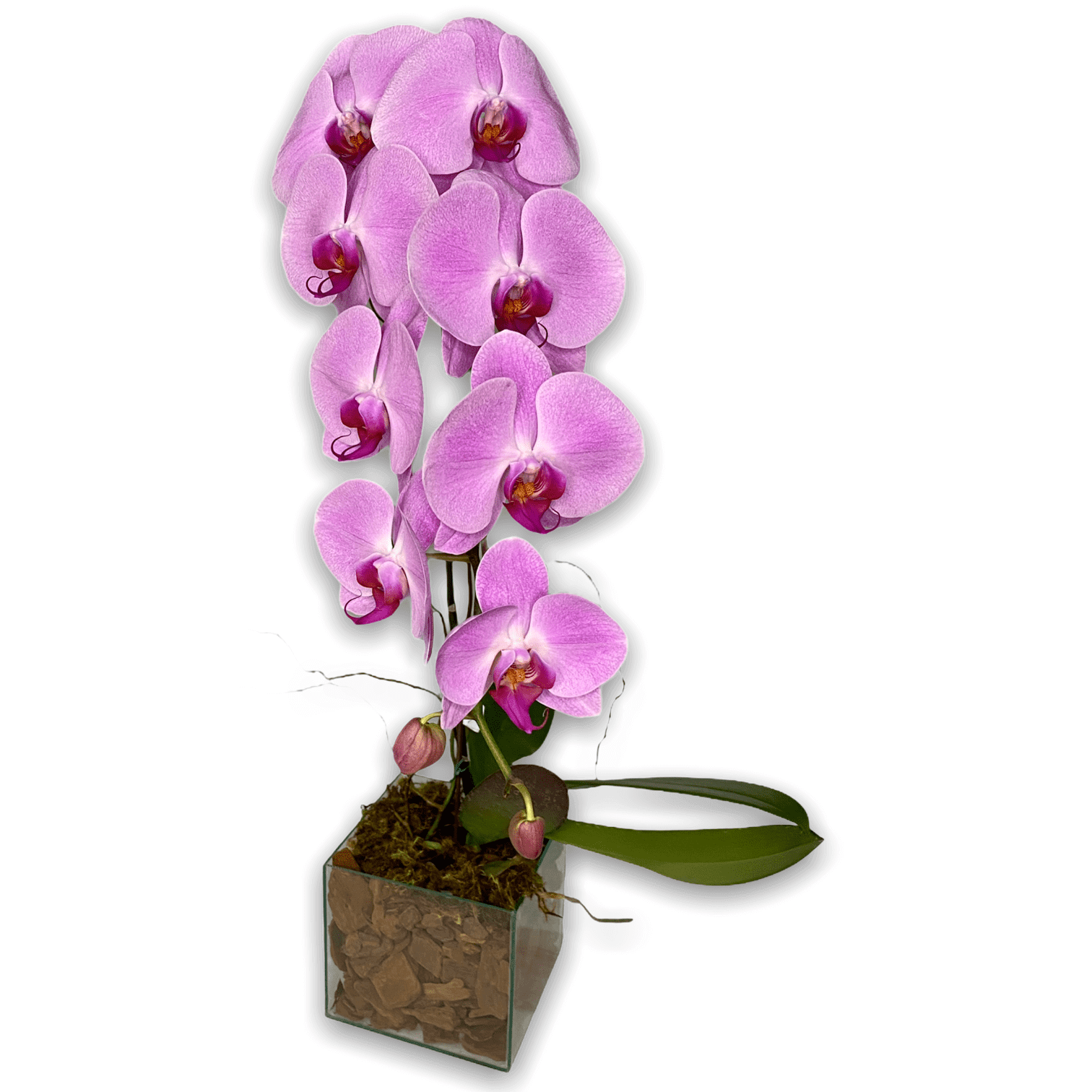 Planta de Orquídea Phalaenopsis Cascata Lilás - Flora Santa Clara