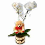 Arranjo de Orquídea com Urso Chique
